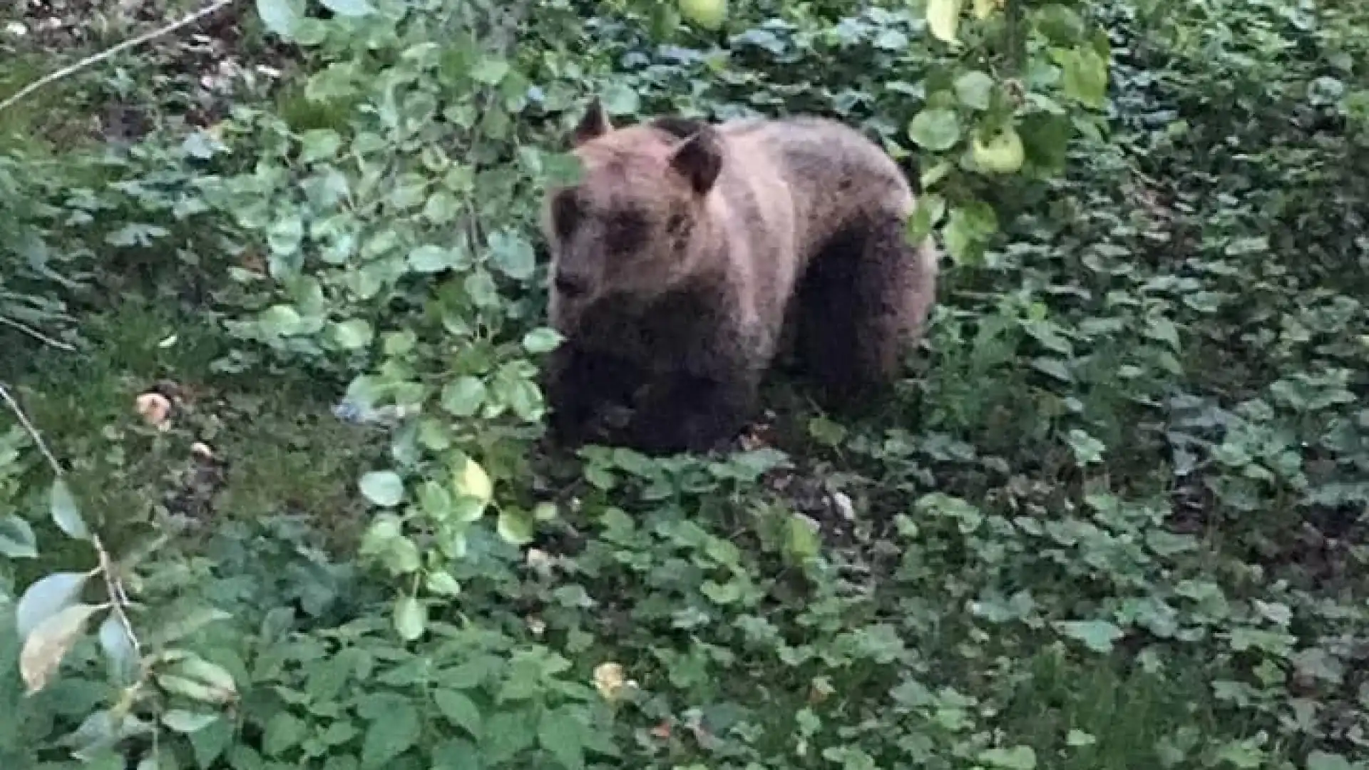 Pizzone: incontro ravvicinato per un escursionista con un esemplare di orso bruno marsicano a Vallefiorita.